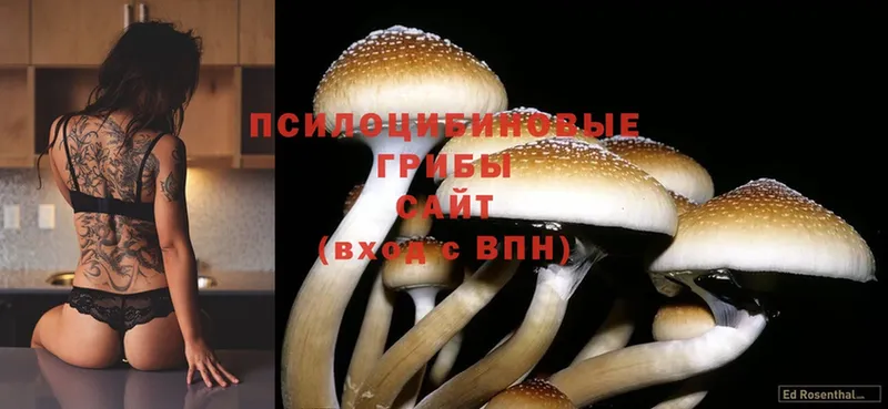 закладки  Нарьян-Мар  Псилоцибиновые грибы Psilocybine cubensis 